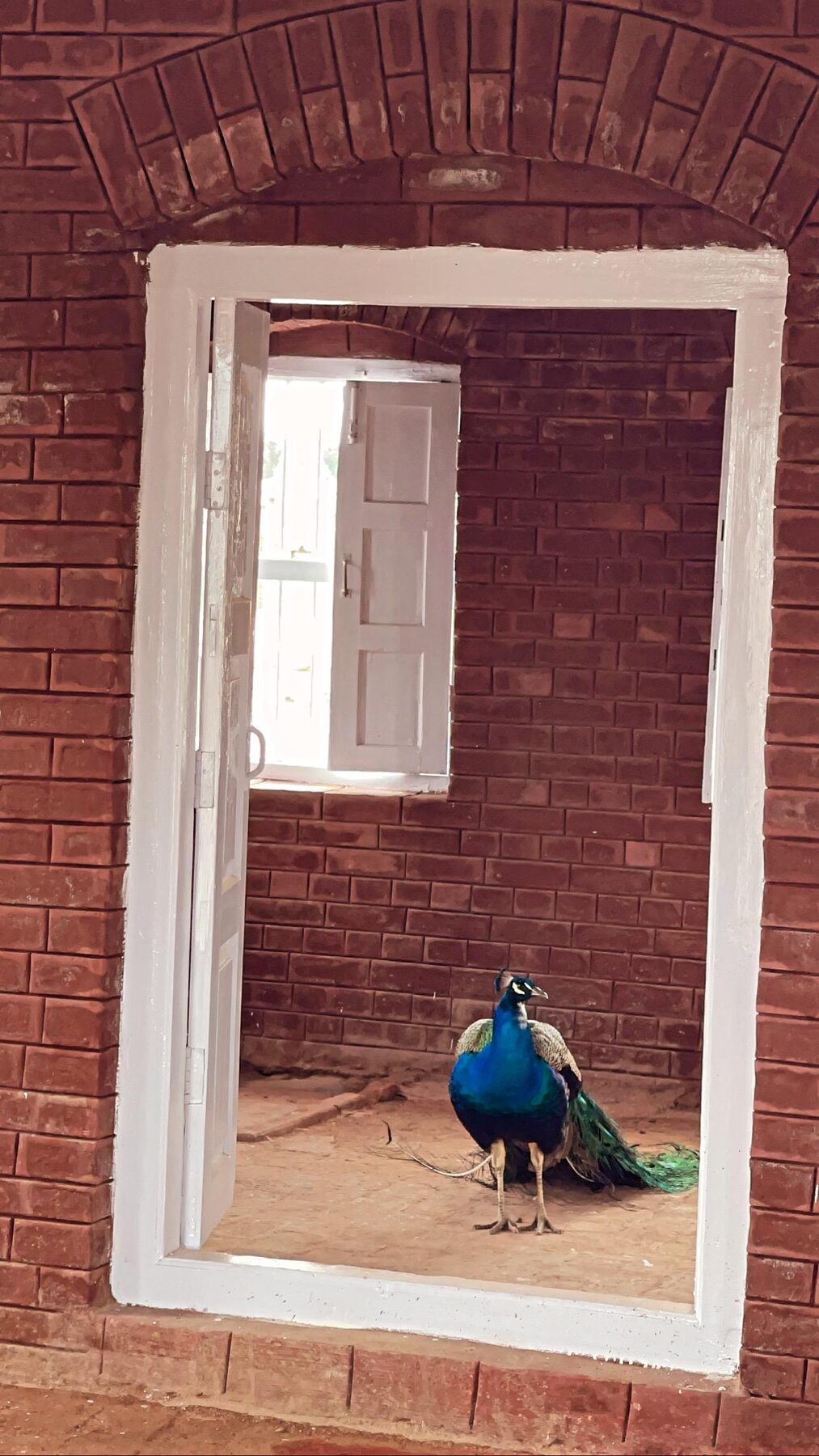 Peacock standing in an arched brick doorway