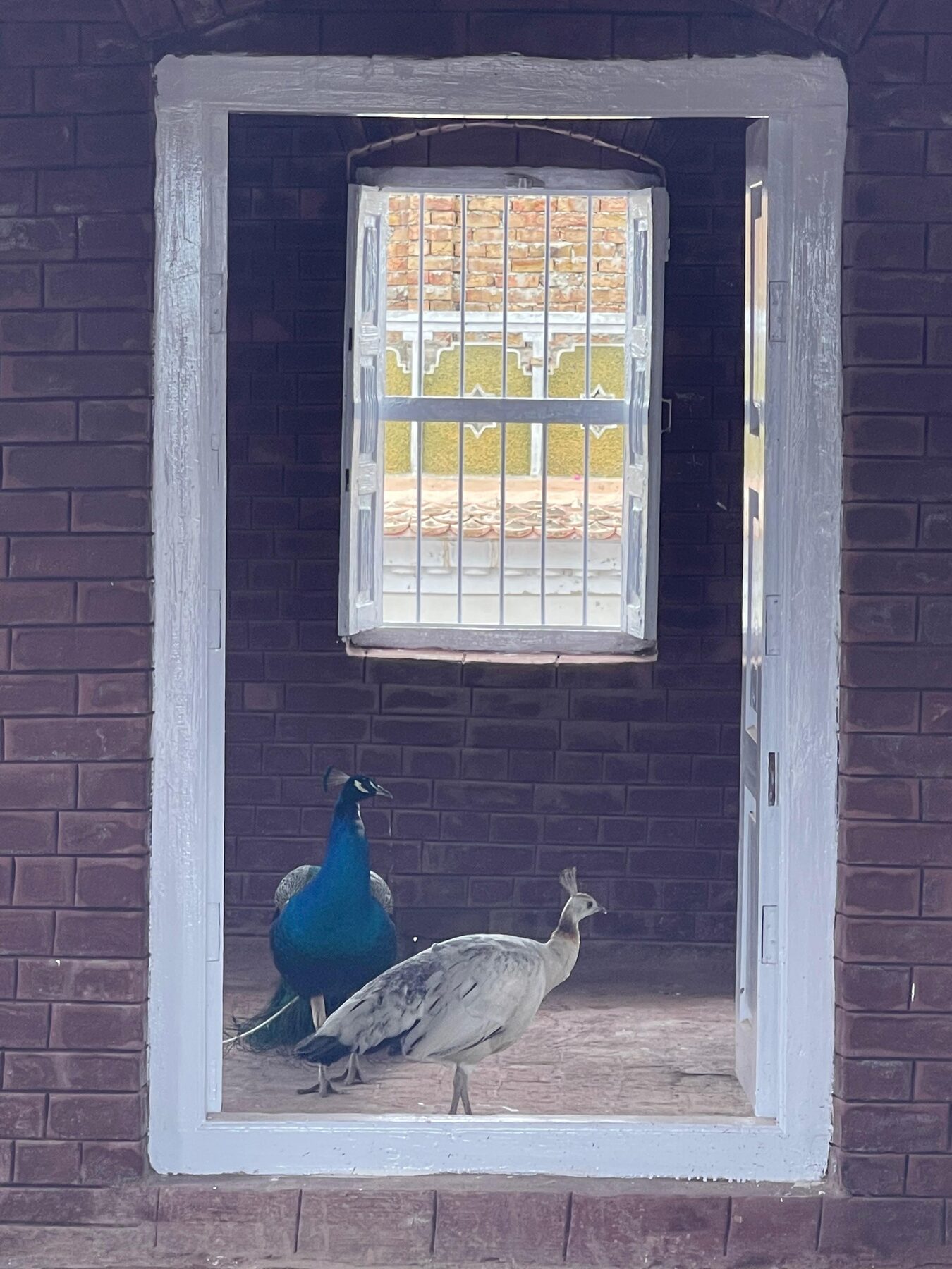 Two peacocks in a brick doorway